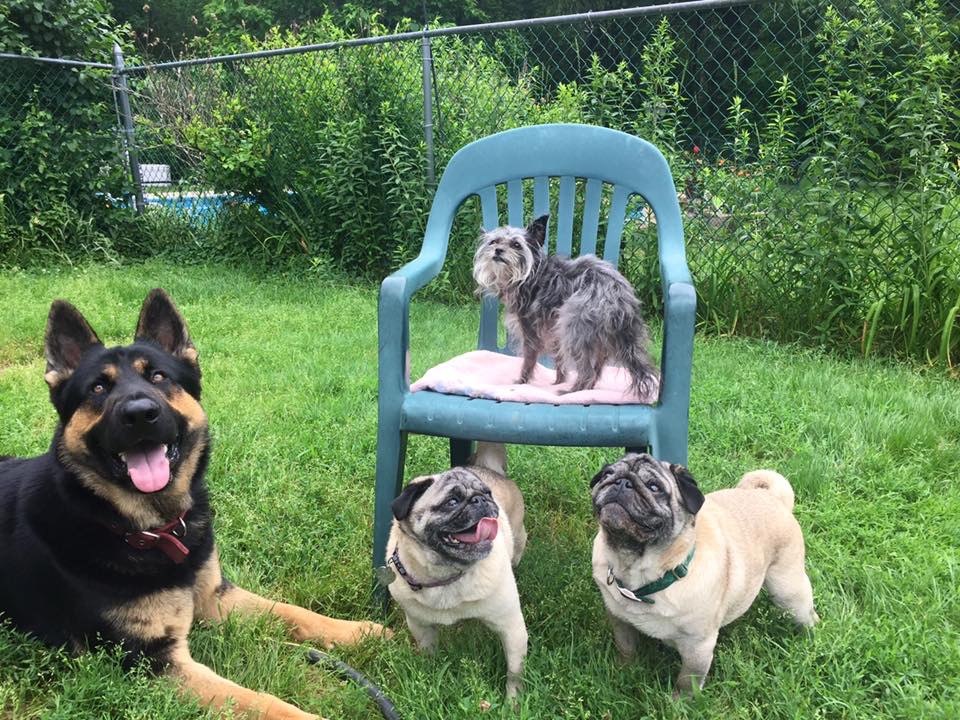 Forms Newbury Animal Hospital Newbury, MA